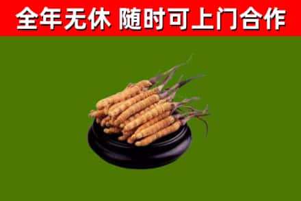 丹巴县烟酒回收冬虫夏草.jpg